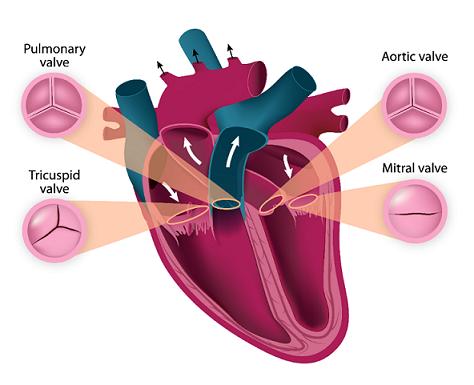 Diagram of a heart showing the pulmonary valve, aortic valve, tricuspid valve and mitral valve.
