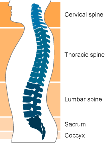 This figure shows the 5 regions of the spine - cervical spine, thoracic spine, lumbar spine, sacrum and coccyx.