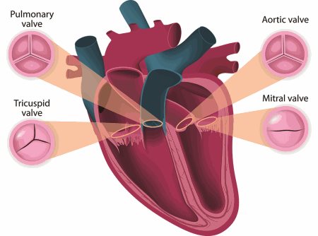 The diagram is of the heart, emphasising the pulmonary valve, the tricuspid valve, the aortic valve and mitral valve.